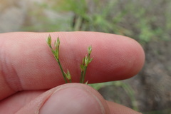 Juncus diffusissimus