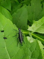 Epicauta cinctipennis