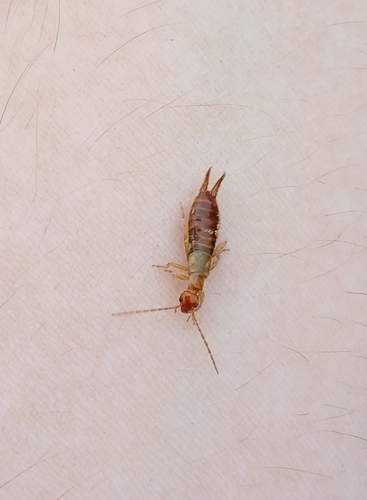 Hop-garden Earwig
