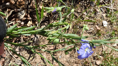Linum perenne