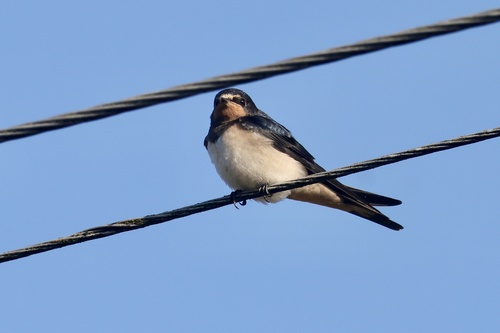Barn Swallow