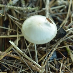 Clitocybe deceptiva