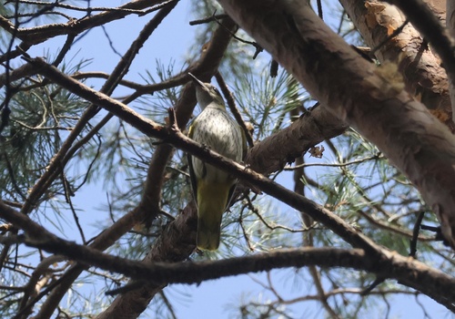 Eurasian Golden Oriole