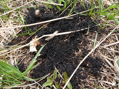 Dolichoderus taschenbergi