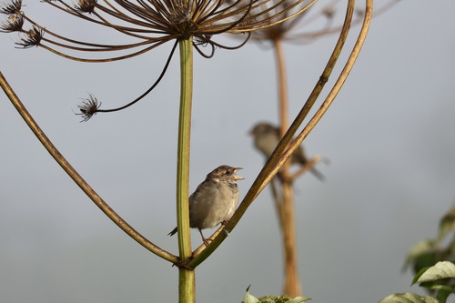 House Sparrow
