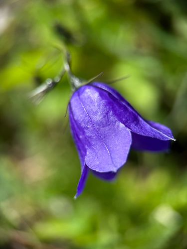 Campanula scheuchzeri, photograph 2