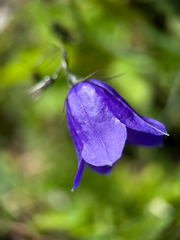 Campanula scheuchzeri, photograph (c) Martin Scheidleder, some rights reserved (CC BY)