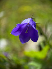 Campanula scheuchzeri