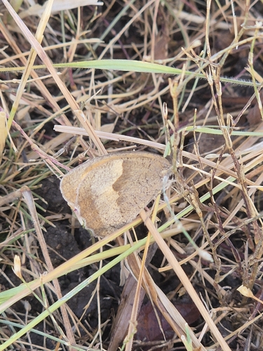 Meadow Brown