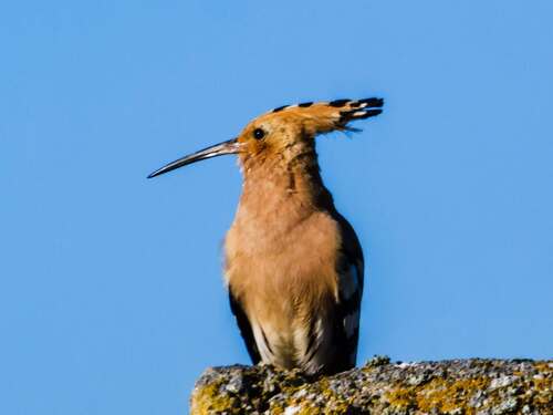 Common Hoopoe