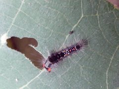 Lepidoptera