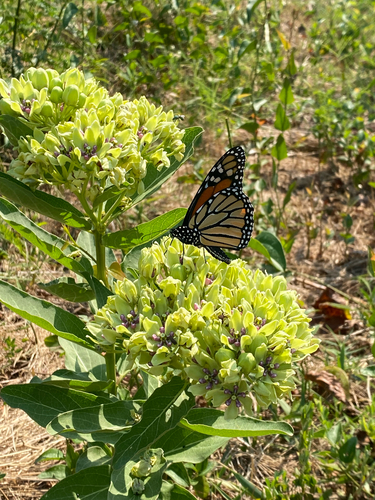 Monarch