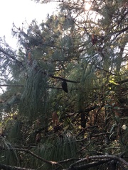 Pinus teocote