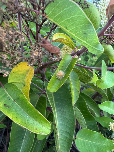 iNaturalist observation photo of laurel sumac