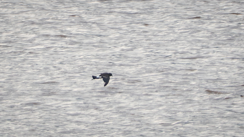 Wilson's Storm-Petrel