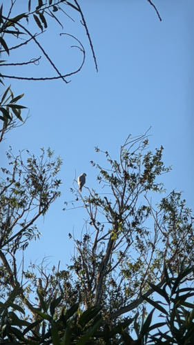 iNaturalist observation photo of White-tailed Kite