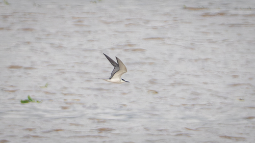Gray-backed Tern