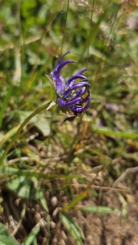 Phyteuma orbiculare, photograph 6