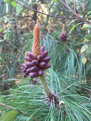 Pinus teocote