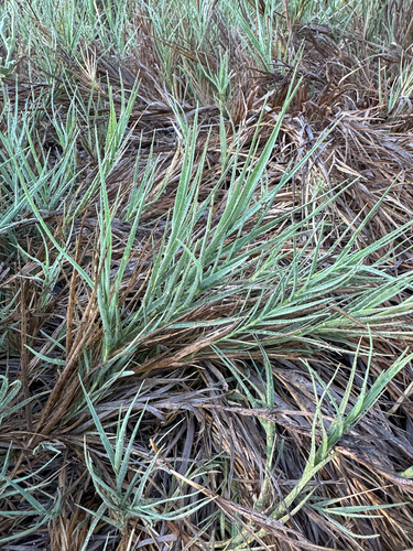 iNaturalist observation photo of Saltgrass