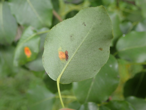 Pear Rust