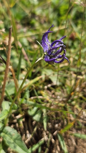 Phyteuma orbiculare, photograph 4