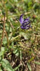 Phyteuma orbiculare, photograph (c) Claude Kolwelter, some rights reserved (CC BY)