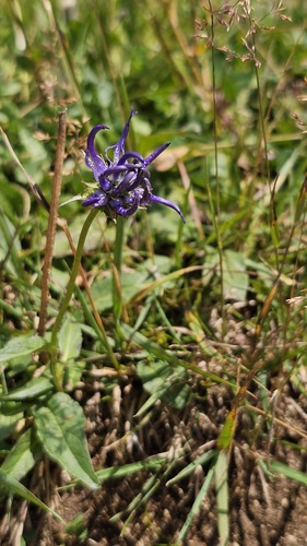 Phyteuma orbiculare, photograph 5