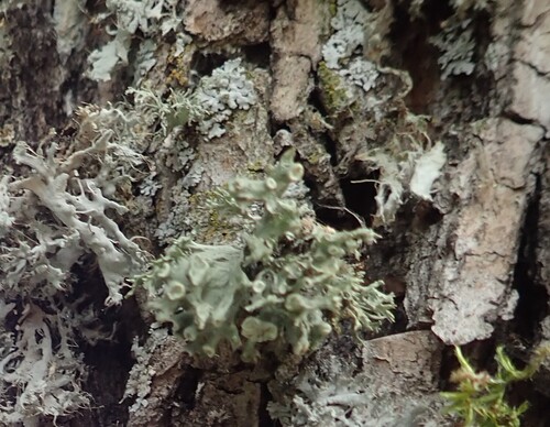 Dotted Ribbon Lichen