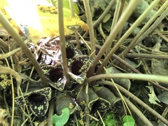 Hexastylis naniflora