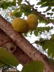 Phyllanthus acidus