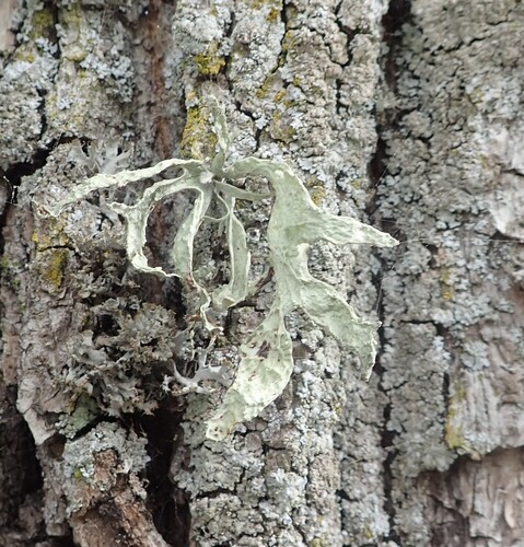 Cartilage Lichen