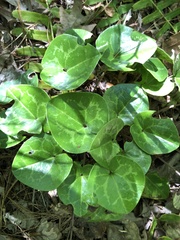 Hexastylis naniflora