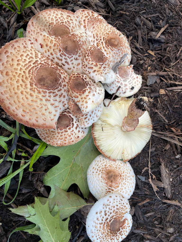 reddening lepiota · August 2026 · photo: Photo: no rights reserved · iNaturalist