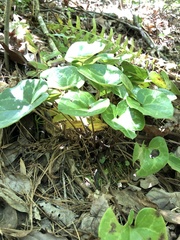 Hexastylis naniflora