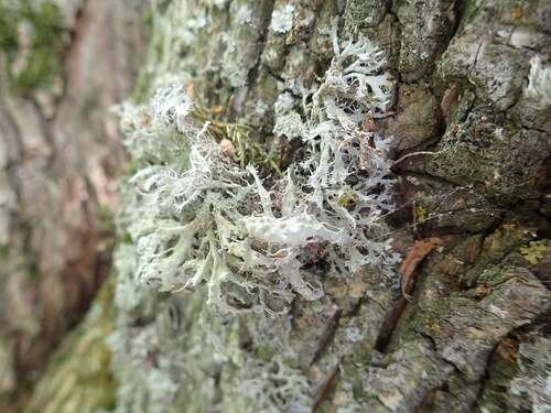 Great Ciliated Lichen