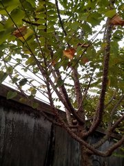 Phyllanthus acidus