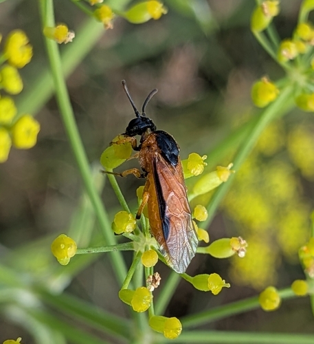 Rose Sawfly