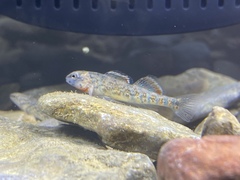 Etheostoma lawrencei