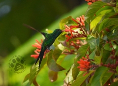 Cynanthus forficatus