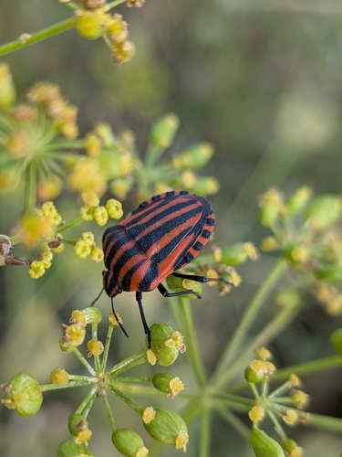 European Striped Shield Bug
