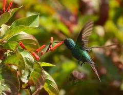 Cynanthus forficatus
