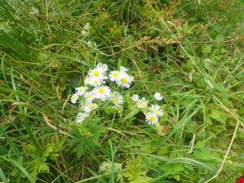 annual fleabane