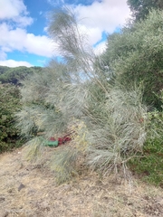 Retama sphaerocarpa, photograph (c) Carolyn Koehn, some rights reserved (CC BY)