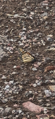 Monarch