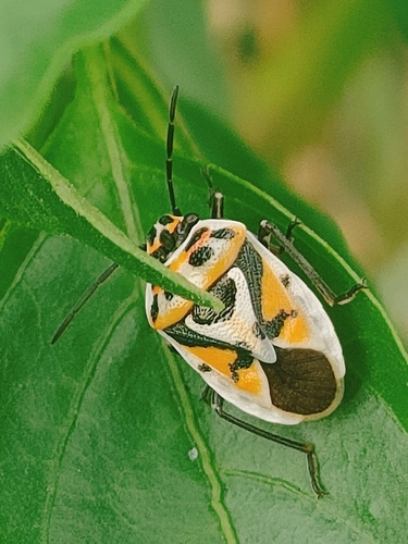 red cabbage bug
