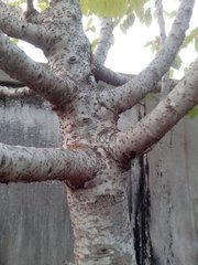 Phyllanthus acidus