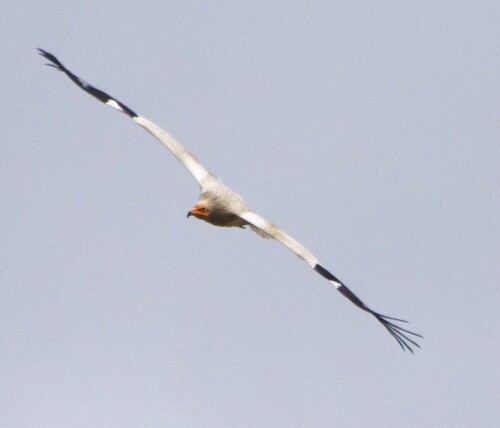 Egyptian Vulture