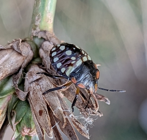 Southern Green Stink Bug