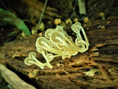 Hypholoma subviride